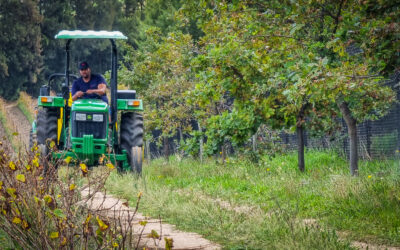 HEALTHY SOILS + HEALTHY GRAPES = NATURALLY GOOD QUALITY WINES